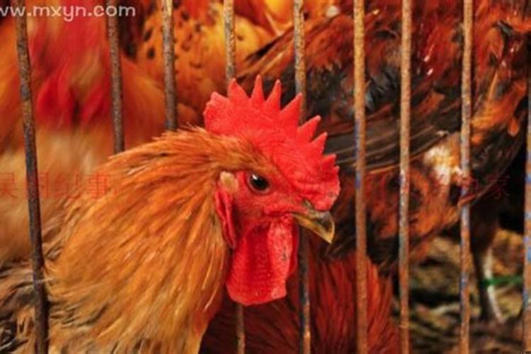 梦见鸡了是啥意思啊