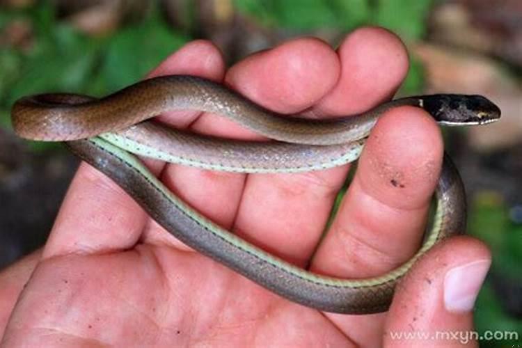 梦到大蟒蛇还有被小蛇咬