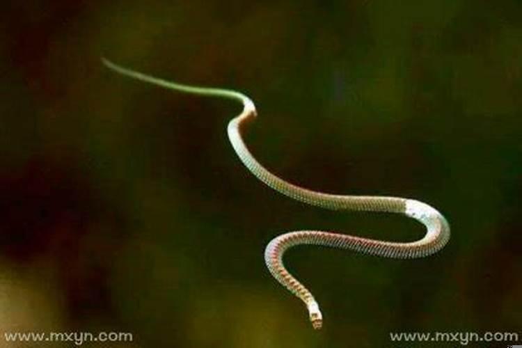 梦见会飞的蛇是什么意思