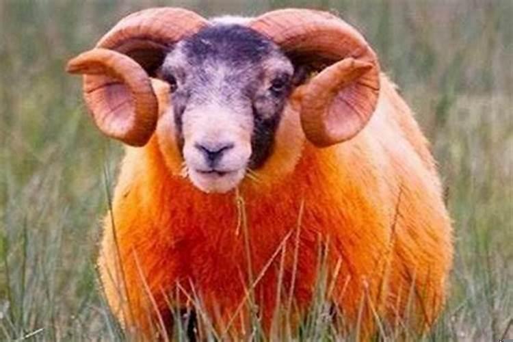 1967年属羊幸运颜色