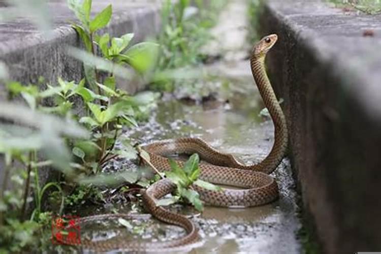 女人梦见一条小蛇是什么意思