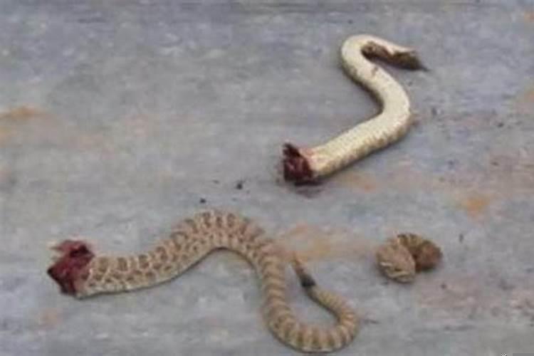 梦到蛇被自己砍成一截一截并准备煮