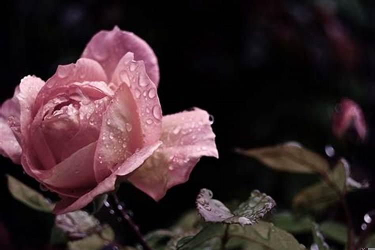 1967年属羊幸运颜色