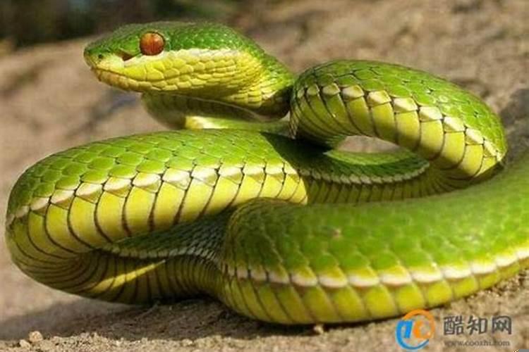 梦见会飞的蛇是什么意思