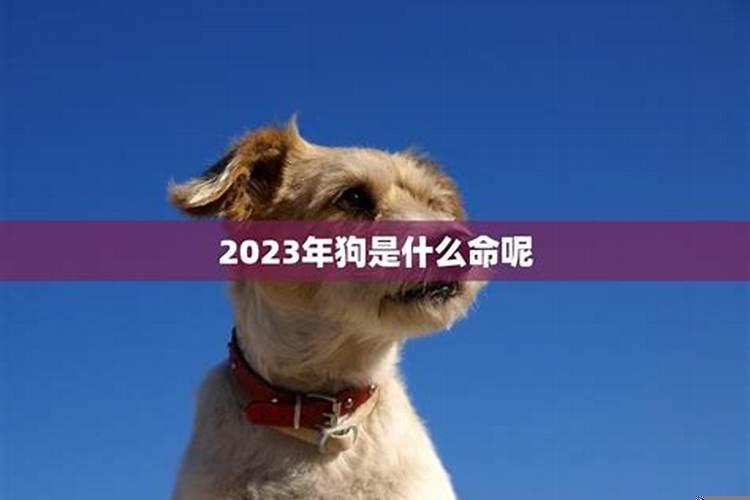 狗咬狗骨是什么生肖