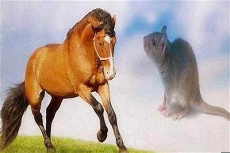 兔跟鼠属相合不合(属鼠和属兔合婚不)