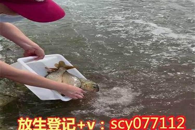 放生泥鳅增加婚姻福报