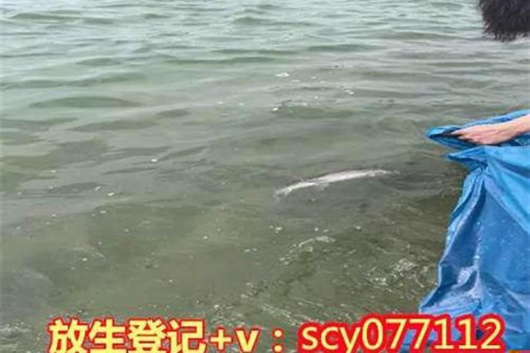 放生泥鳅增加婚姻福报