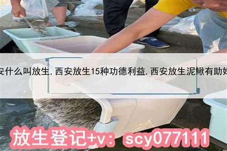 放生泥鳅增加婚姻福报