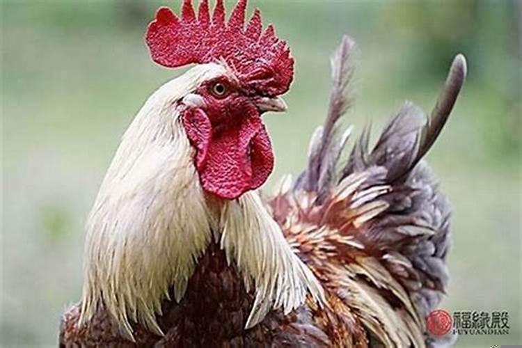 女鸡和男蛇的属相能婚配吗