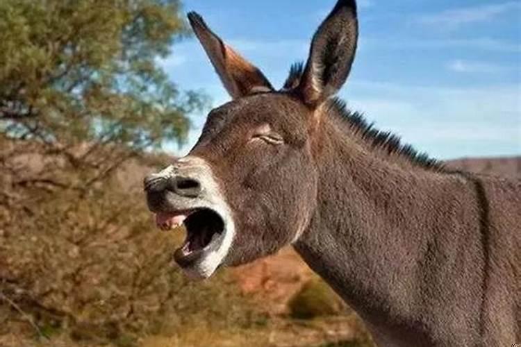 梦见自己满头白发是什么意思?