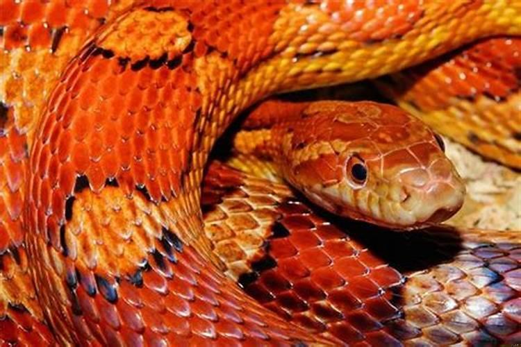 做梦被红色蛇咬了意味着什么意思