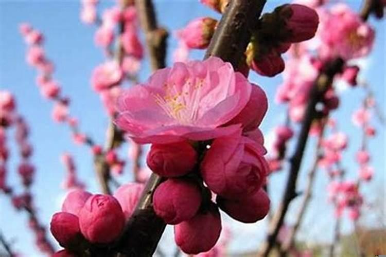 女性招桃花运的方法