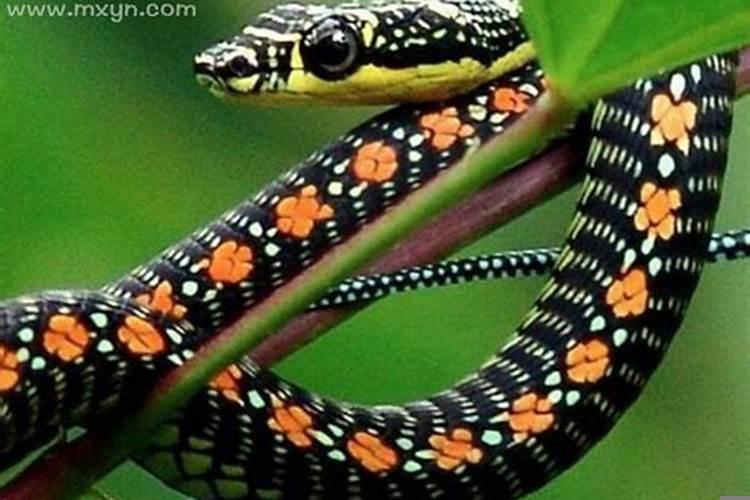 梦见蛇是怀孕嘛