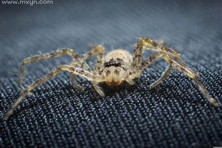 早上梦见大蜘蛛是什么预兆