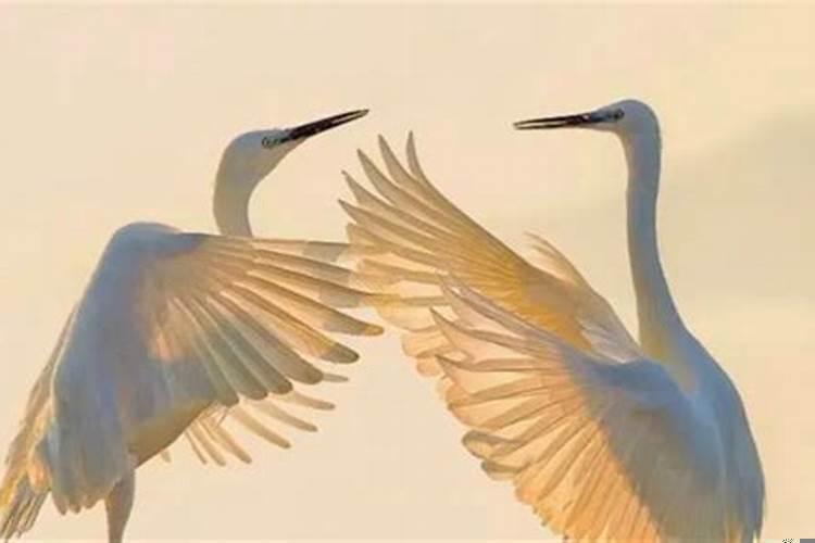 知道八字会被借运改命吗