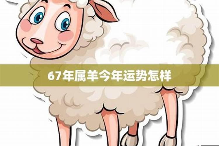 属羊的财运如何呢