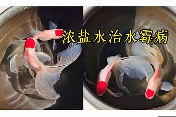 养的金鱼可以放盐水吗