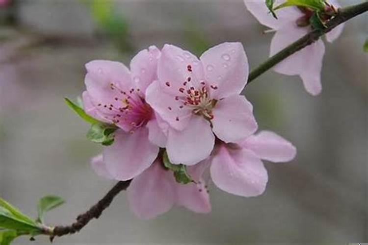 什么时候遇到桃花运占卜？人走桃花运的征兆