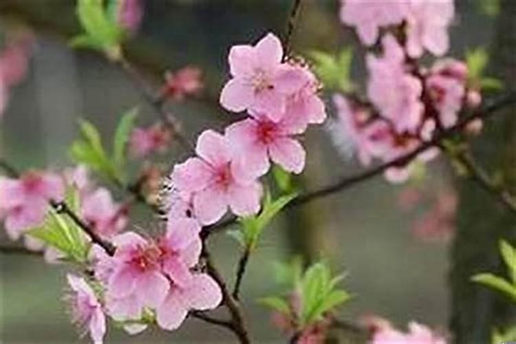正缘来临前会遇到很多烂桃花？因烂桃花错过正缘怎么办