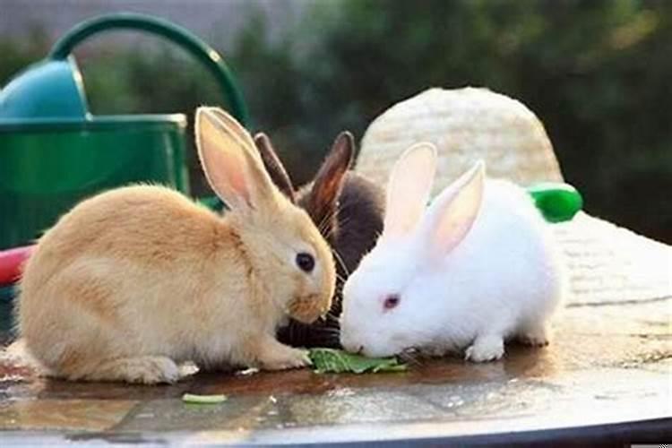 属猴属鼠的夫妻买房几楼合适