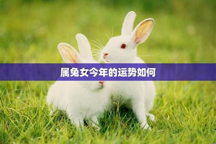 属兔的爱情什么时候稳定？87年女今年有桃花运吗