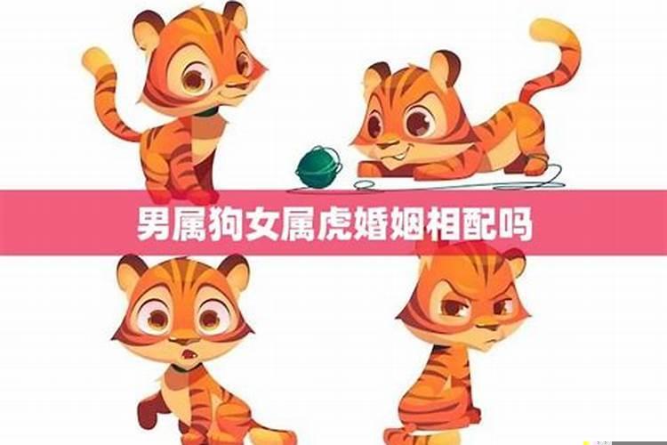 女属虎和男属狗的相配吗？男狗女虎婚姻相配好不好