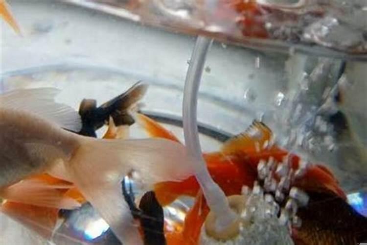 养的金鱼可以放盐水吗