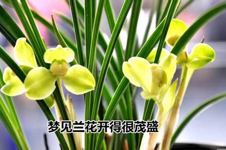 怀孕的人梦到死去的人又死了