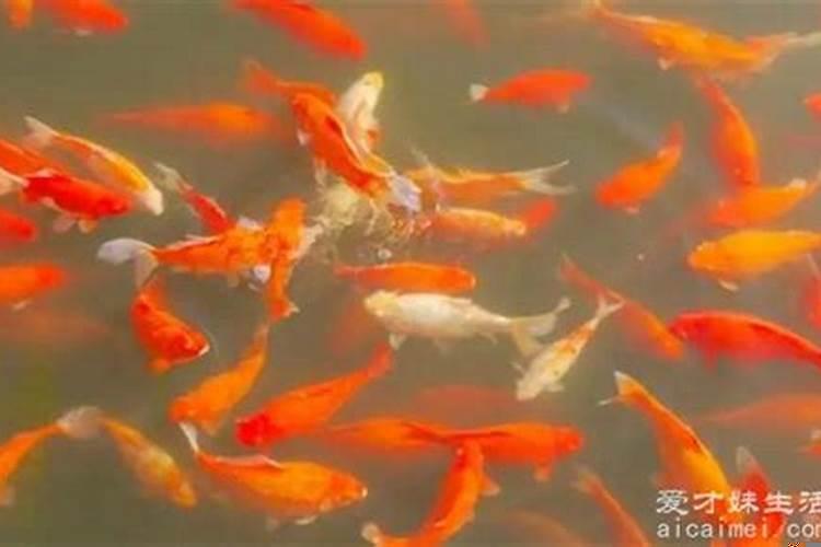 梦到好多鱼会咬人