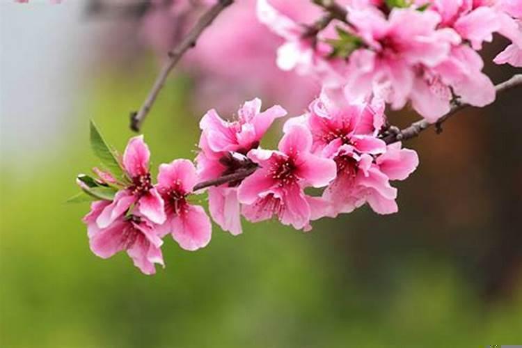 桃花是指什么？破财烂桃花