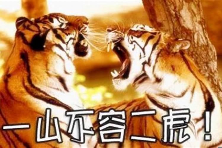 两个孩子都属虎（两个人一个属相合不合）