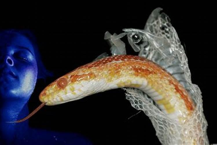 做梦梦到蛇有什么意义吗?梦到被蛇咬到手是什么意思啊