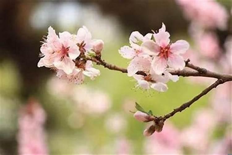农历三月是桃花运，桃花不好怎么破解