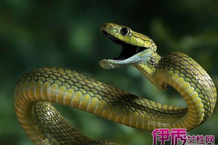做了关于蛇的梦 梦见蛇还被蛇咬了是什么预兆