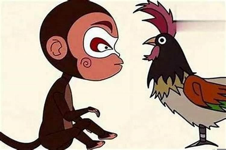 鸡猴不到头的意思(鸡猴为什么不到头)