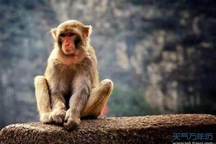 属狗的与猴结婚好不好？属狗的与属猴的相配吗
