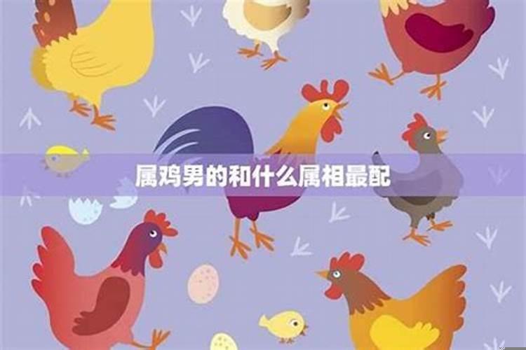男鸡和什么属相最配婚？男人属鸡配什么生肖最好命