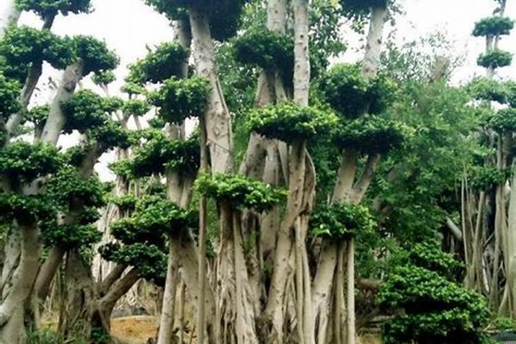 庭院十大吉祥之树棕榈树