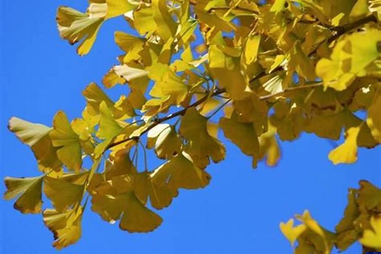 庭院十大吉祥之树棕榈树