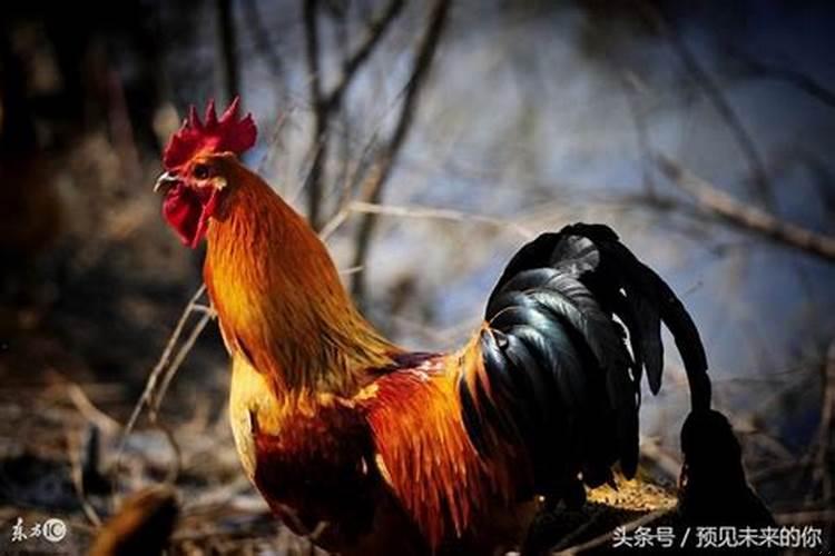 属鸡的下半年运势(属鸡2025年运势及运程每月运程)