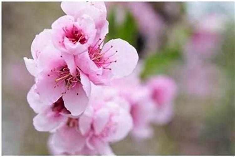 命中有4朵正缘桃花