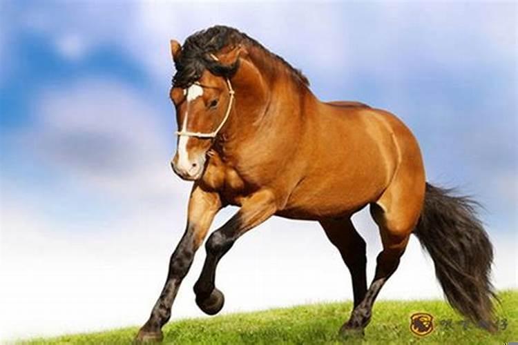 属猴与属马合不合财