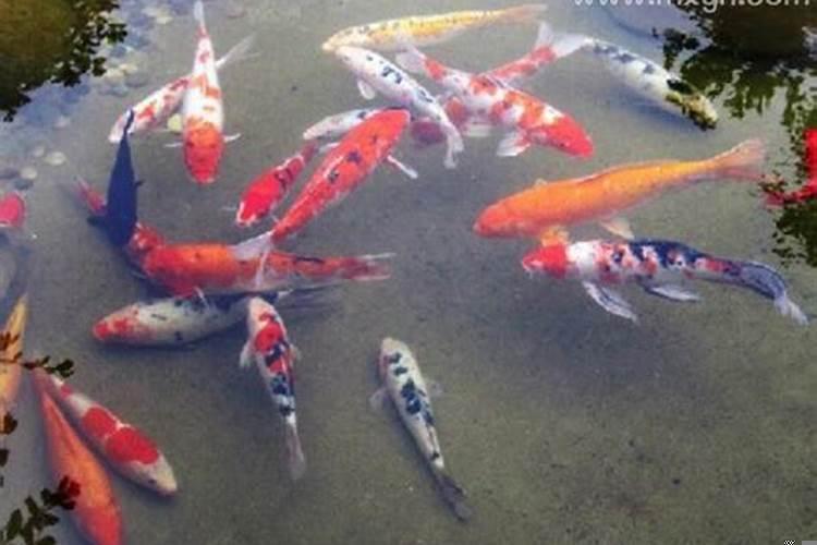 女人梦见鱼和水是什么意思?孕妇梦见大水是胎梦