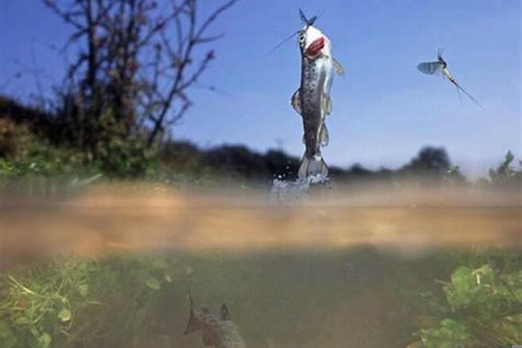 女人梦见鱼和水是什么意思?孕妇梦见大水是胎梦