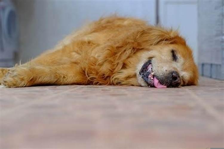 梦见狗会怎样？做梦梦到猫什么预兆