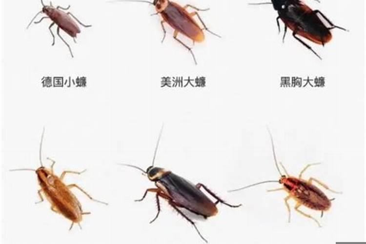 蟑螂属于哪种动物