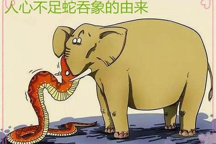 饿蛇吞鼠便是祸是什么生肖