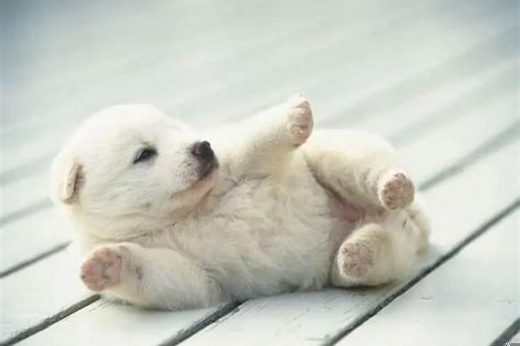 梦到狗死了又活了预示着什么