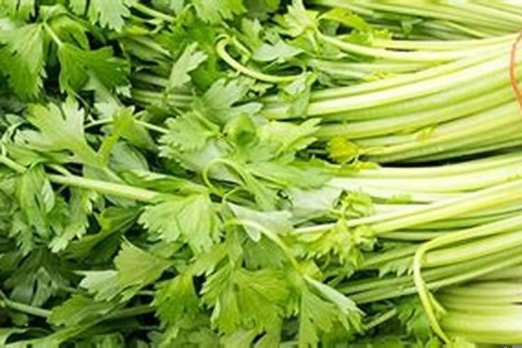 梦见各种蔬菜什么意思